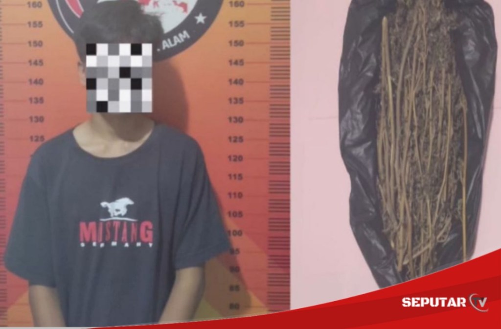 Edarkan Ganja, Remaja Ini Dibekuk Aparat