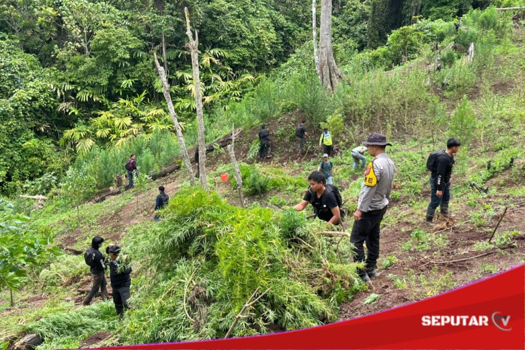 Polres Empat Lawang Amankan Ladang Ganja Seluas 3 Hektar Siap&nbsp;Edar